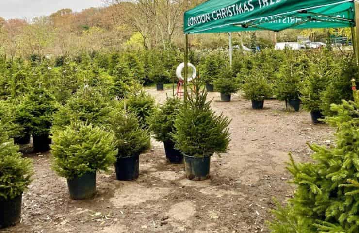 noleggio alberi London Christmas Tree Rental