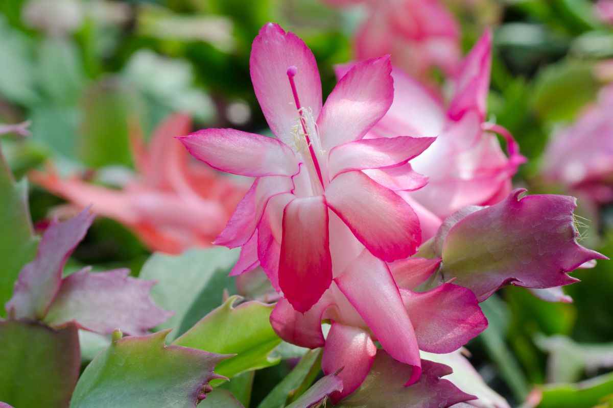 cactus natale fiori